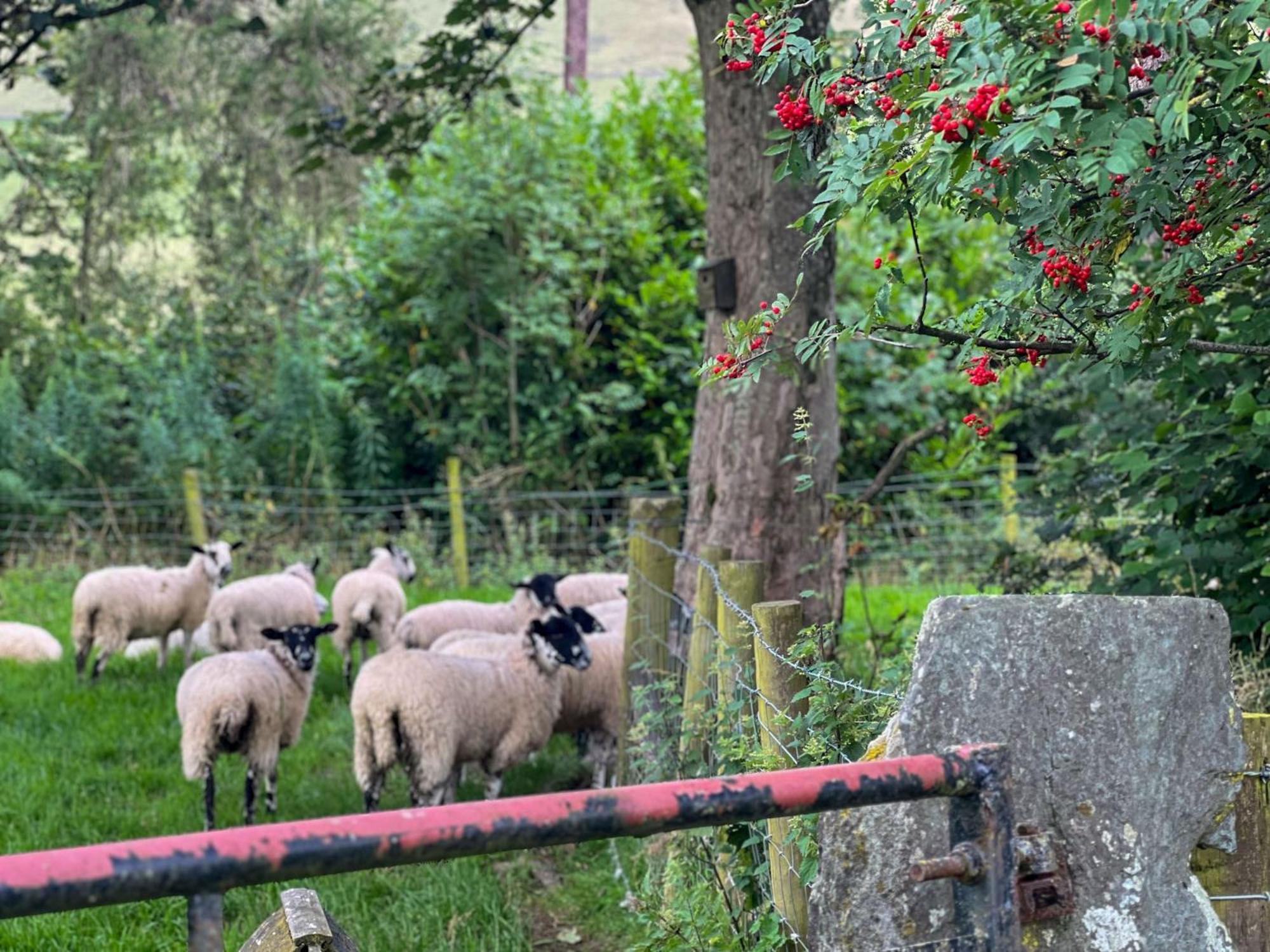 Bassenthwaite Farm Cottage Kültér fotó